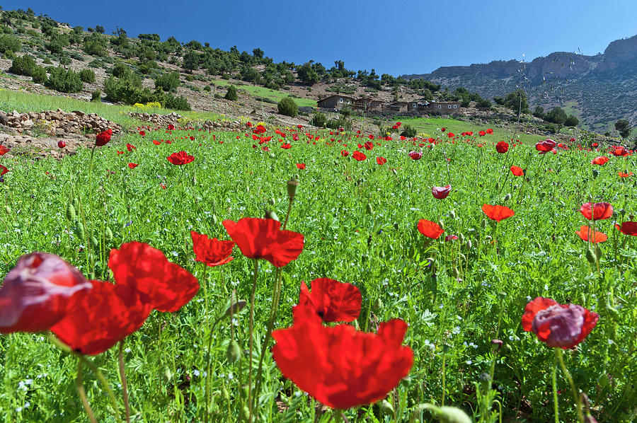 Ait Bougmetz Valley & Flowers, Morocco Digital Art by Mario Verin