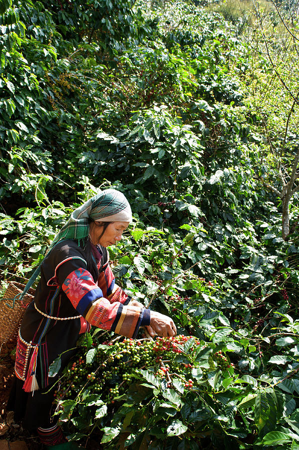 Akha Coffee Harvest Photograph by Oneclearvision