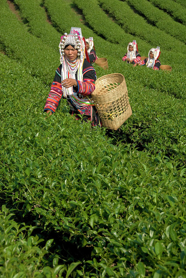 Akha Tea Pickers Photograph by Oneclearvision