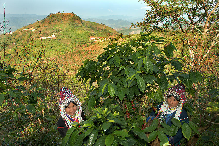 Akha Women Harvesting Coffee Photograph by Oneclearvision