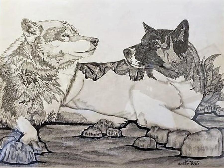 Akita and wolf Drawing by Harold Baymiller | Fine Art America