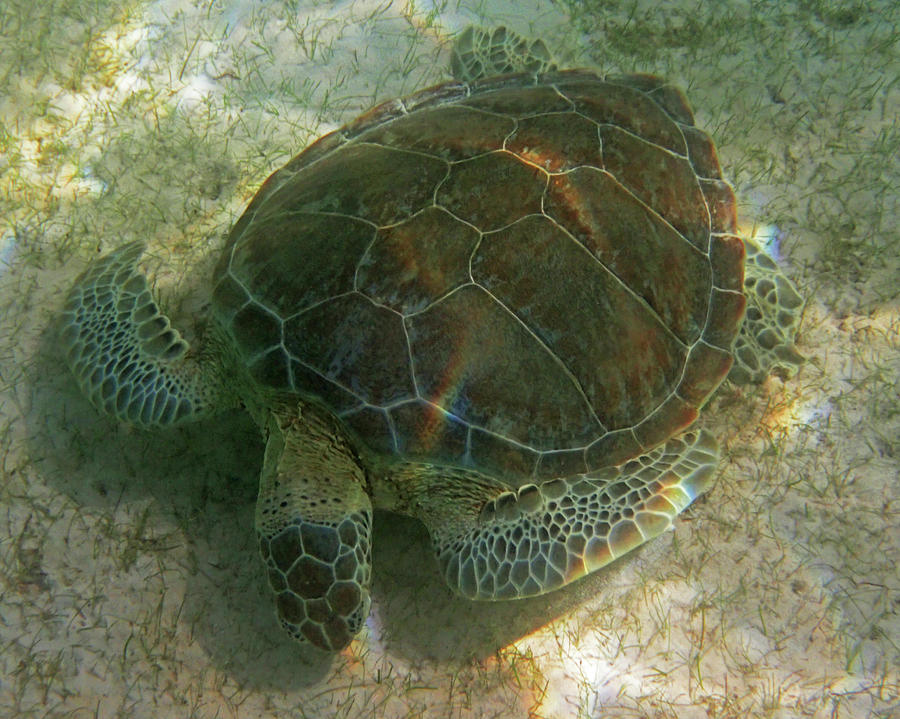 Akumal Bay Sea Turtle Akumal Mexico Photograph by Toby McGuire