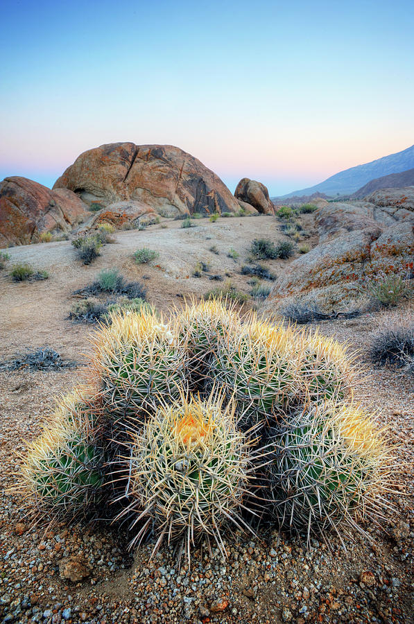 Alabama Hills Cactus Photograph by Mason Cummings
