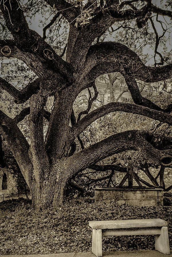 Alamo Tree Photograph by Tito Slack