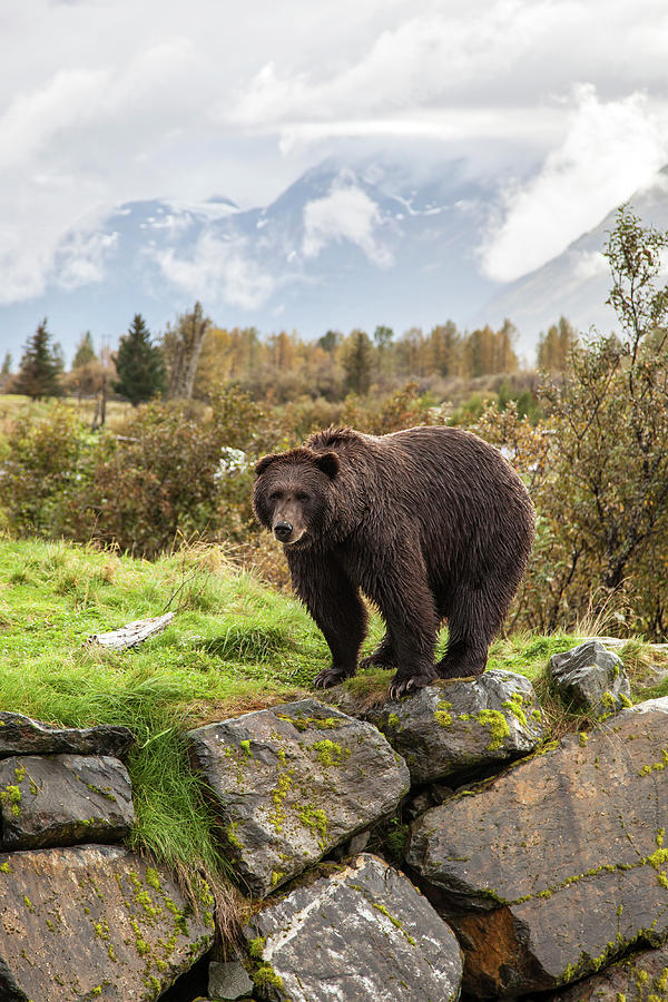 Alaska, Alaskan Grizzly Bear Digital Art by Mel Manser