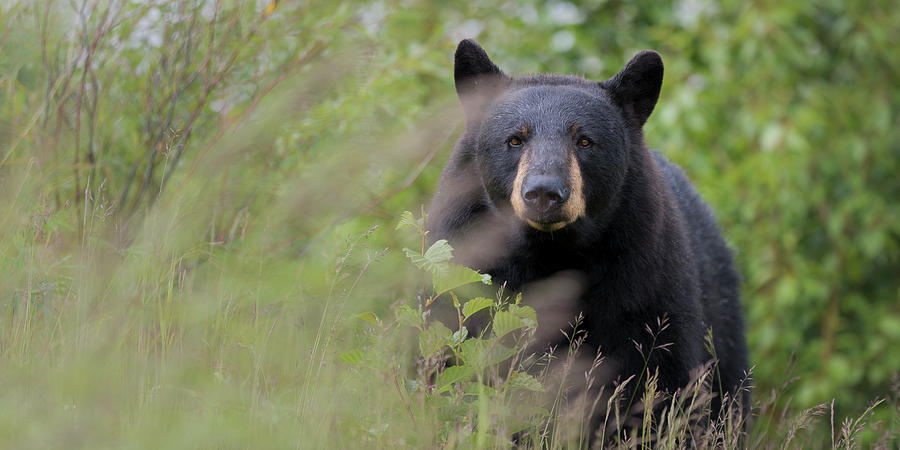 Alaska Black Bear Photograph by Scott Slone