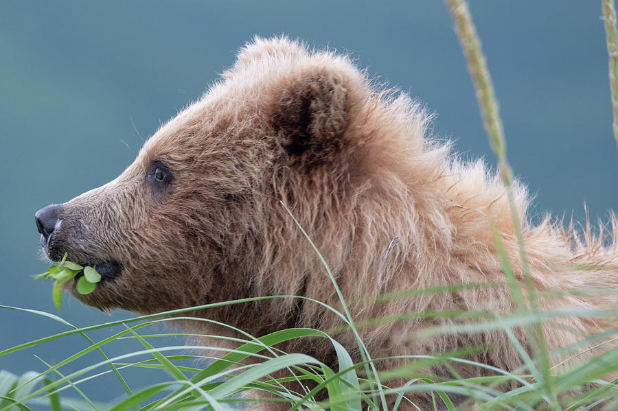 Alaska Brown Bear Browsing Photograph by Mark Hunter