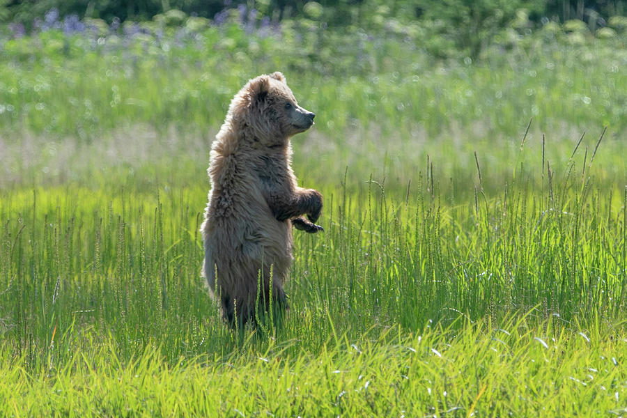 Alaska Brown Bear cub standing in a meadow Photograph by Mark Hunter