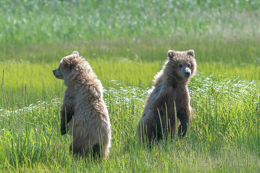 Alaska Brown Bear cubs standing in a flower meadow Photograph by Mark Hunter