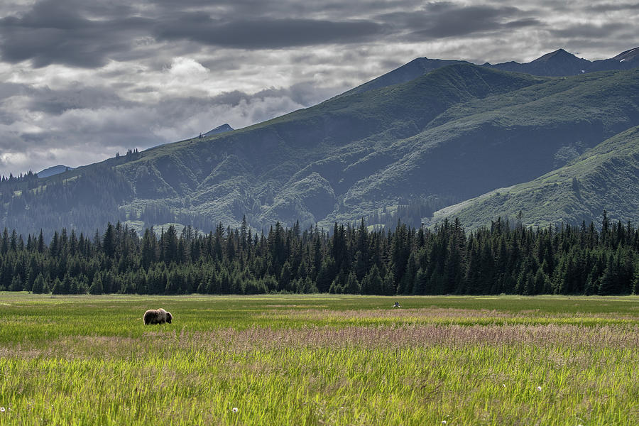 Alaska Brown Bear in a meadow with mountains behind Photograph by Mark Hunter