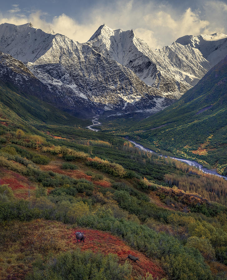 Flower Photograph - Alaska, Chugach Mountains-72896 by Raimondo Restelli