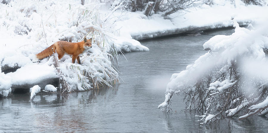 Alaska Creek with Red Fox Photograph by Scott Slone