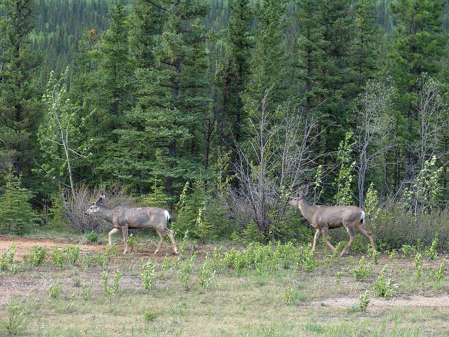 Alaska Highway Deer by Robert Braley Alaska Highway Deer by Robert Braley