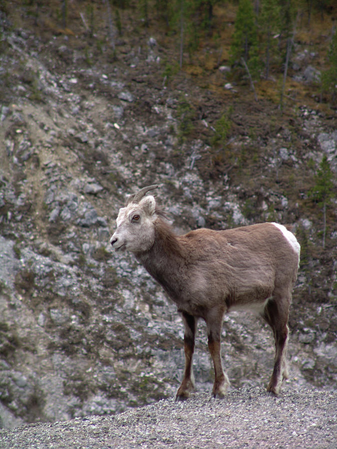 Alaska Highway Stone Mountain Sheep Photograph by Robert Braley