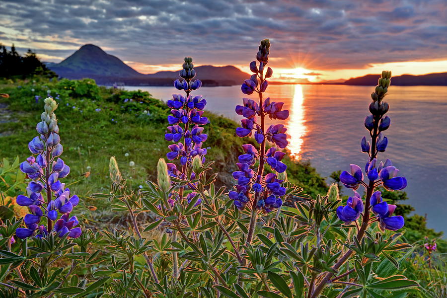 Alaska, Kodiak Island, Landscape Digital Art by Bernd Rommelt