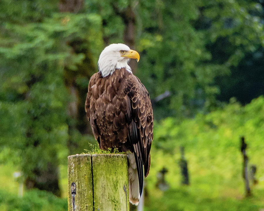 Alaska, Land of Eagles Photograph by Marcy Wielfaert