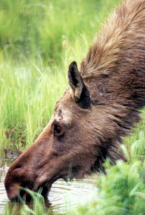 Alaska Moose Photograph by Karen Stansberry