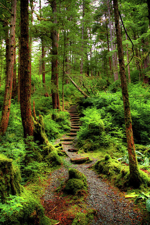 Alaska rainforest Photograph by Bob Augsburg - Fine Art America