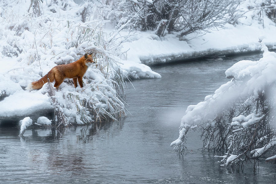 Alaska Red Fox Photograph by Scott Slone
