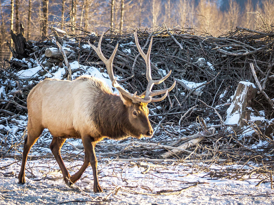 Alaska Stag Photograph by Framing Places