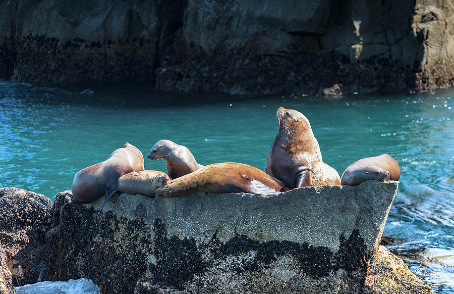 Alaska Steller Sea lions Photograph by Scott Slone