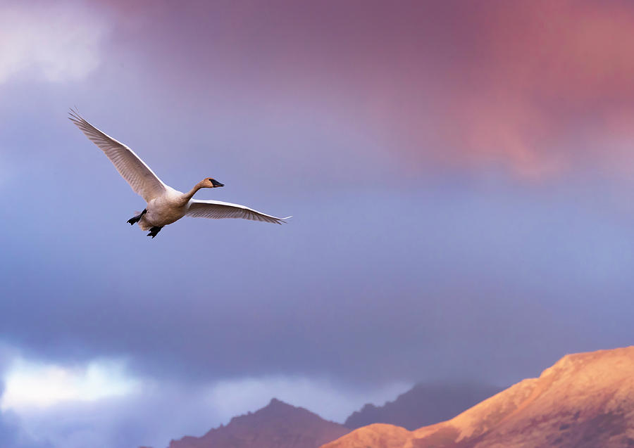 Trumpeter Swan in Flight Photograph by Scott Slone