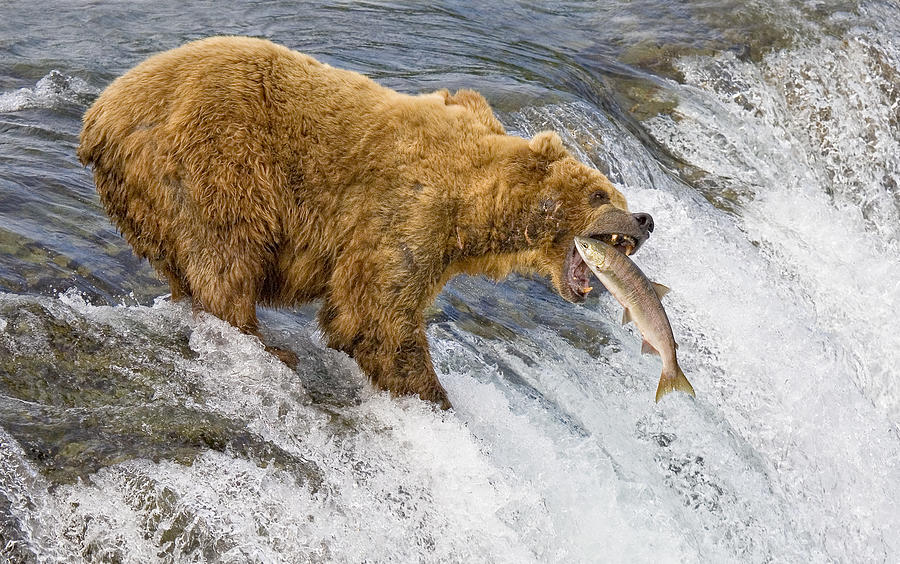 Alaska. The Catch Photograph by Roman Golubenko
