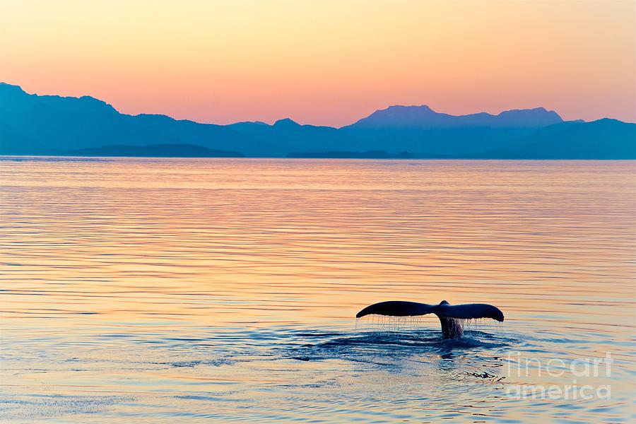 Big Photograph - Alaska Whale Tail Sunset by Tonyzhao120