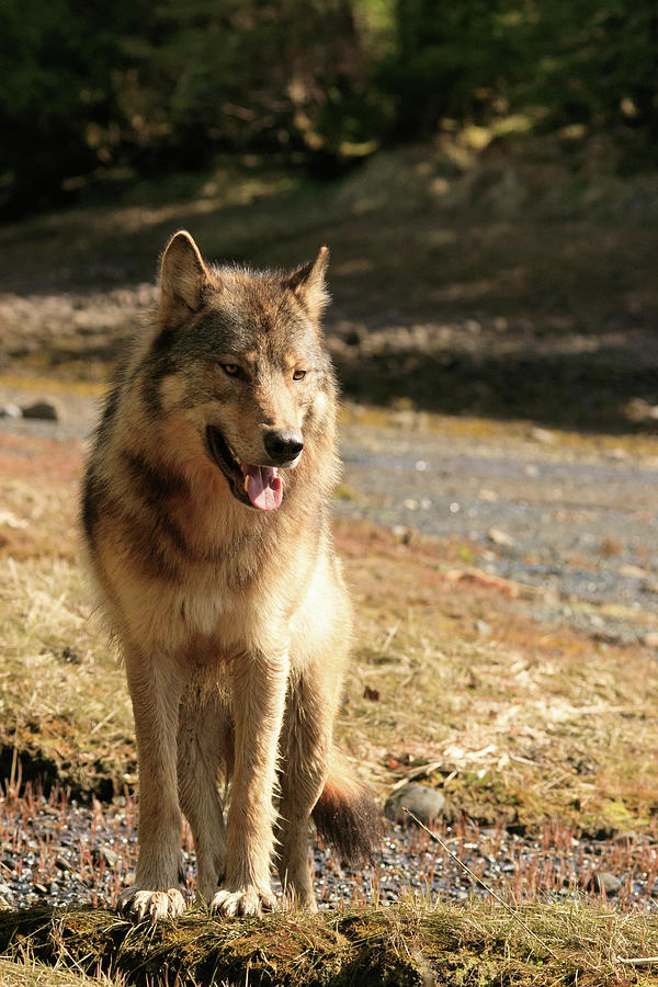 light tan wolf