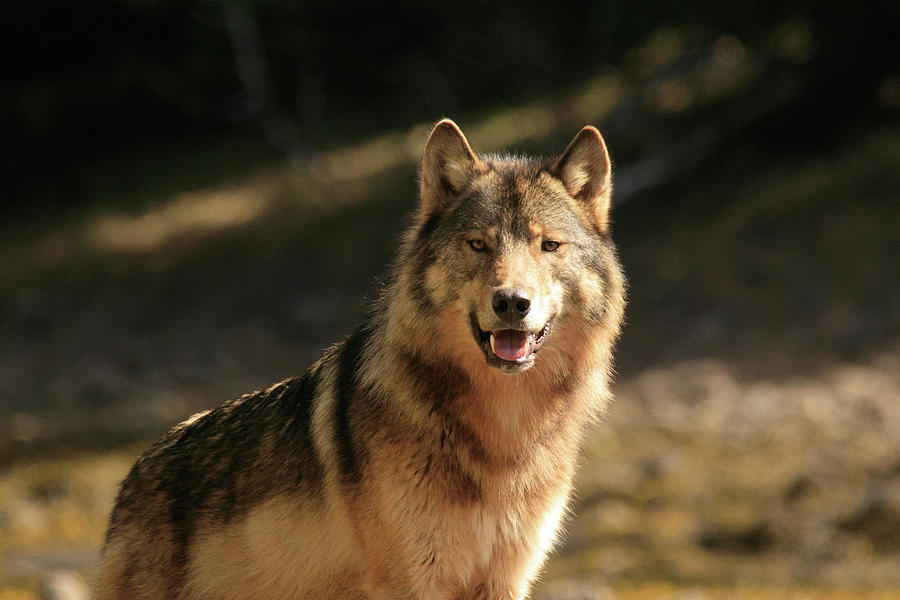 Alaska Wolf Photograph By Stephanie Jurries Fine Art America