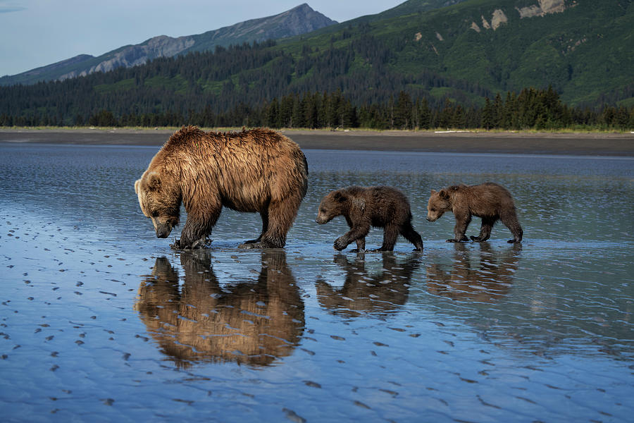 Alaska,cub,danita Delimont,don Photograph by Jaynes Gallery - Fine Art ...