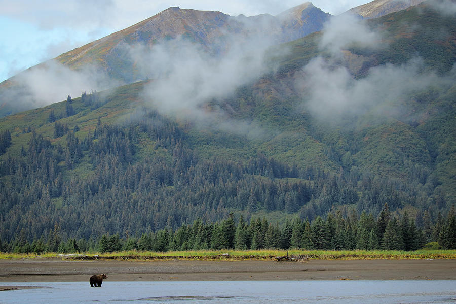 Alaskan Bear with Misty Mountains Photograph by Coby Cooper
