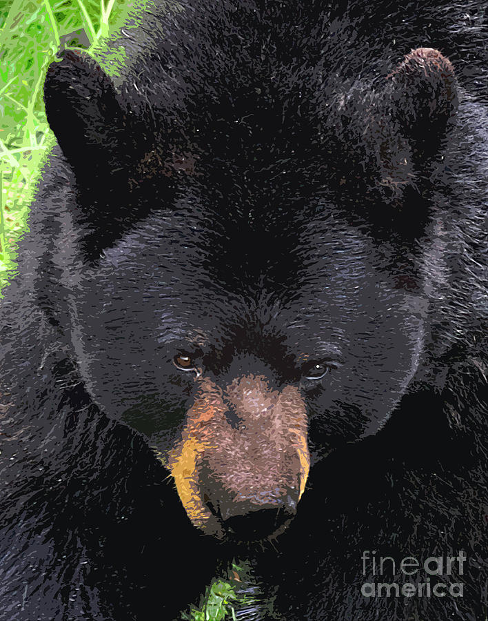 Alaskan Black Bear Head Digital Art by Diane E Berry