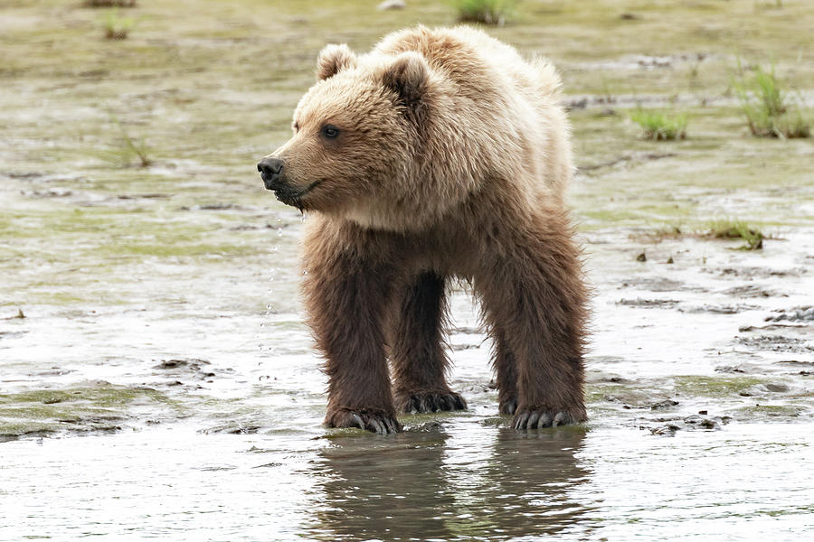 Alaskan Brown Bear in the river Photograph by Mark Hunter