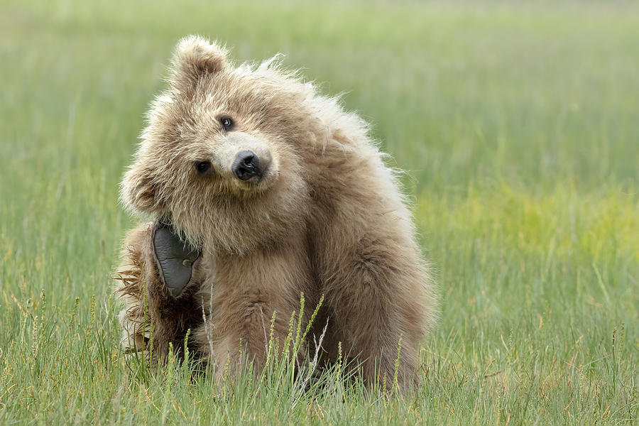 Wildlife Photograph - Alaskan Coastal Brown Bear Cub by Linda D Lester