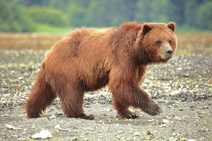 Alaskan Coastal Brown Bear Photograph by Roupen Baker