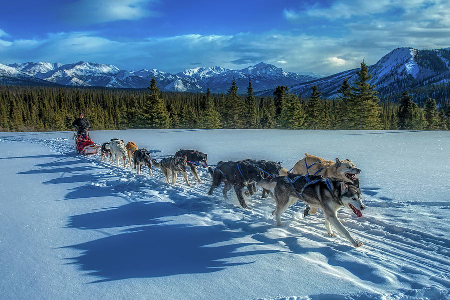 Mountain Photograph - Alaskan Dog Team by Mountain Dreams