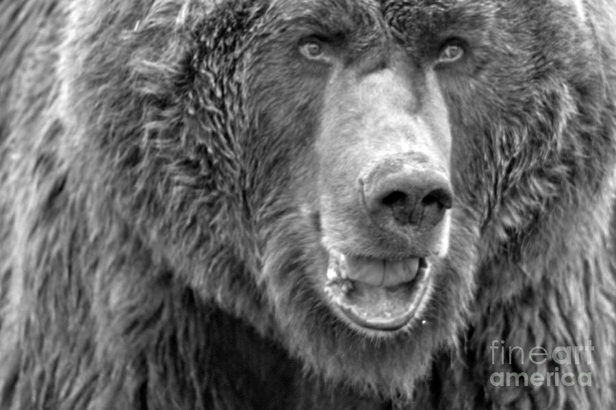 Alaskan Grizzly Bear Roll Of The Toungue Black And White Photograph by Adam Jewell