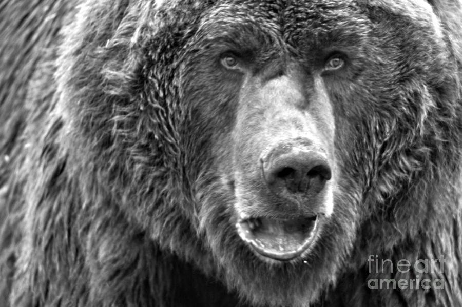 Alaskan Grizzly Closeup Black And White Photograph by Adam Jewell