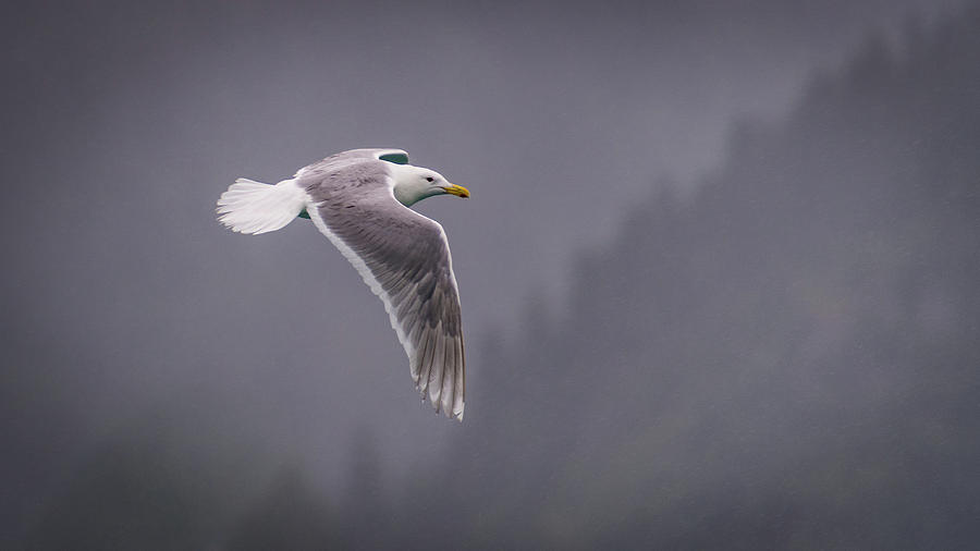 Alaskan Gull Photograph by David Downs