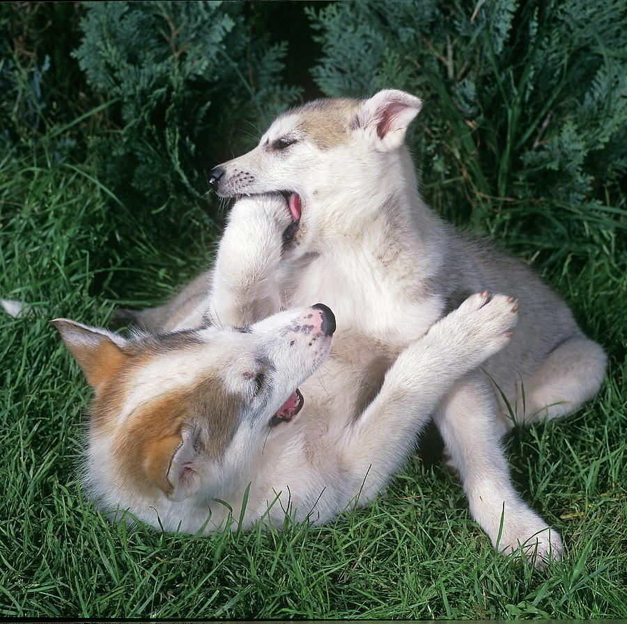 Alaskan Husky Puppies Digital Art by Robert Maier