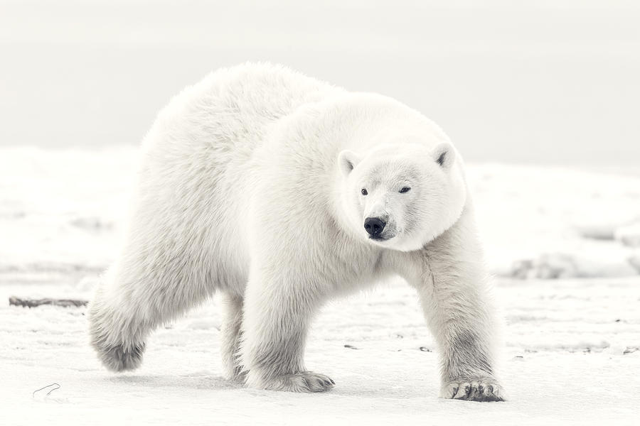 Wildlife Photograph - Alaskan King by Eiji Itoyama
