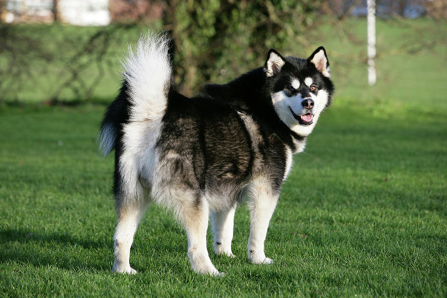 Alaskan Malamute 17 Photograph by Bob Langrish - Fine Art America