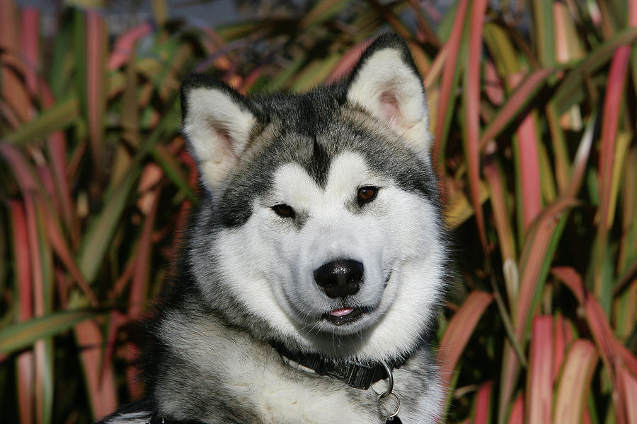 Alaskan Malamute 18 Photograph by Bob Langrish | Fine Art America