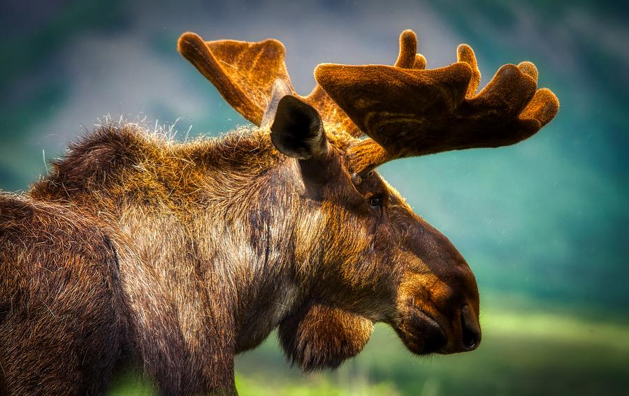 Alaskan Moose Photograph by Mountain Dreams