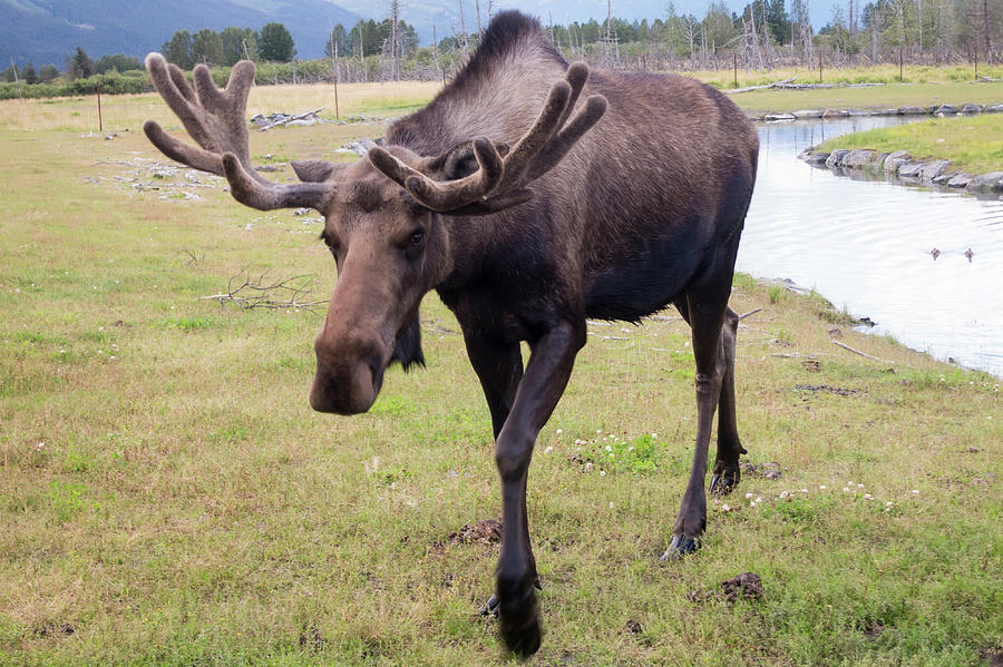 Alaskan Moose Photograph by Phyllis Taylor - Fine Art America