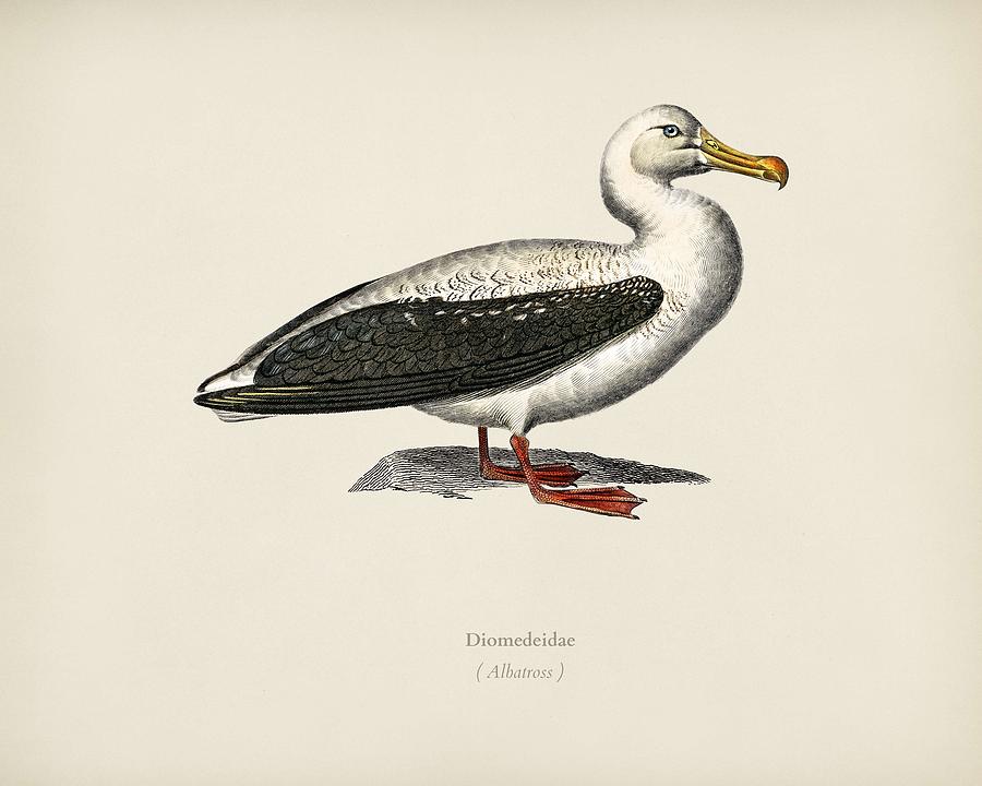 Duck Painting - Albatross  Diomedeidae  illustrated by Charles Dessalines D Orbigny  1806-1876  3 by Celestial Images