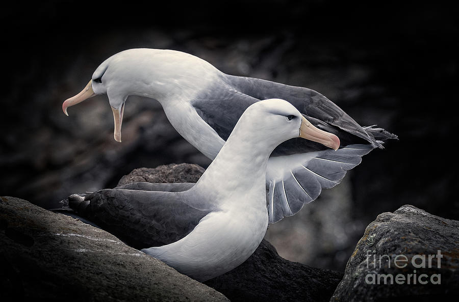 Albatross Photograph by Patti Schulze