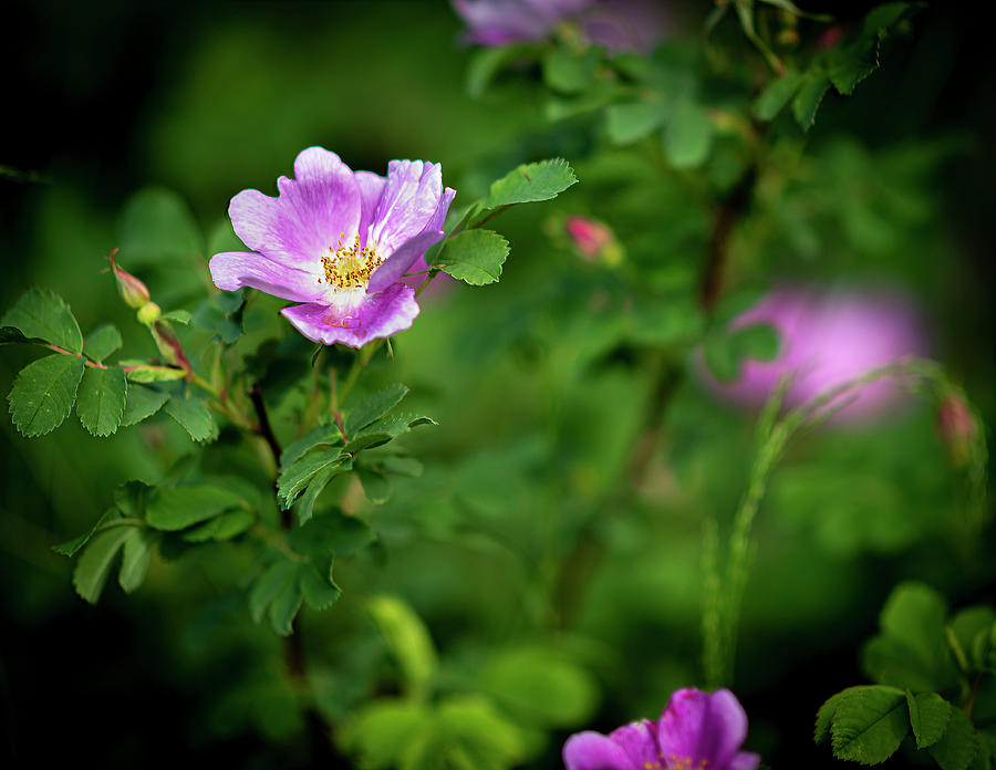 Flowers Still Life Photograph - Alberta Wild Rose by Phil And Karen Rispin