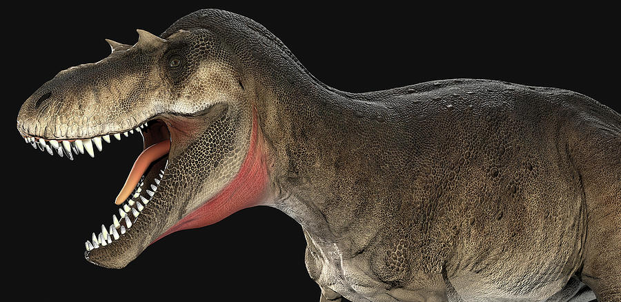Albertosaurus Dinosaur Head, Side View Photograph by Robert Fabiani